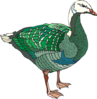 Green And White Goose Clip Art